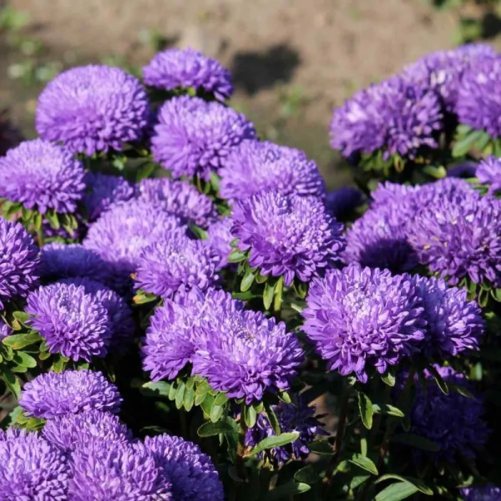 Kesäasteri 'Krallen' violetti