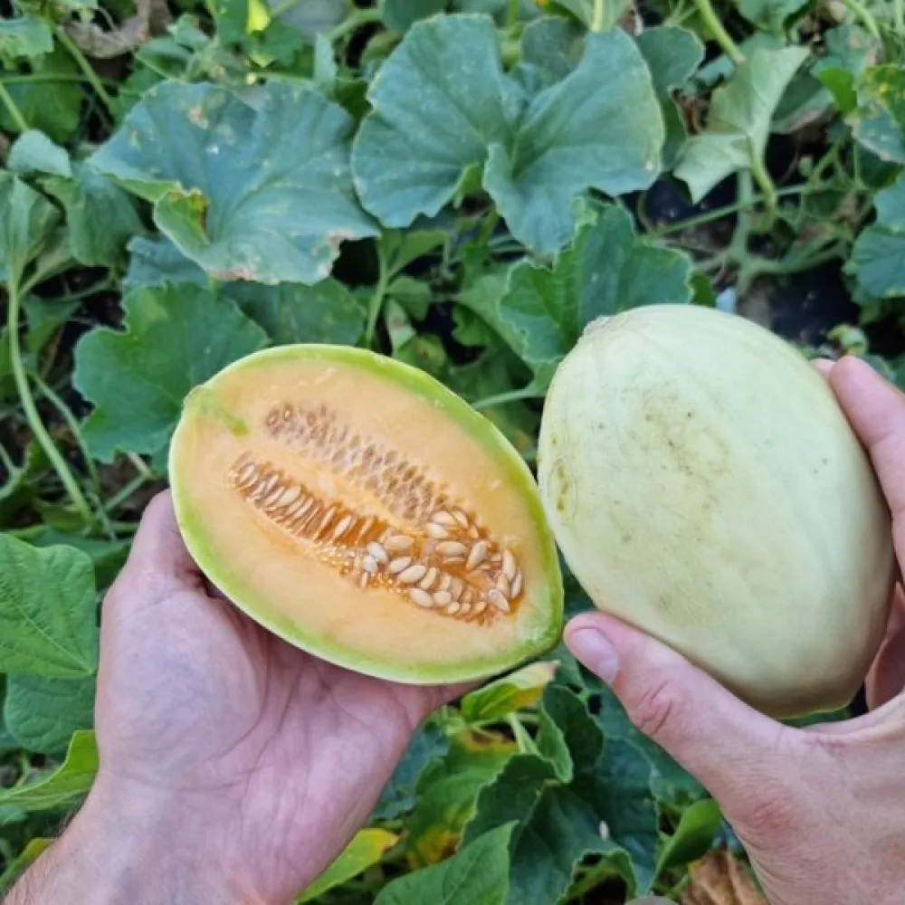 Meloni 'Melba'