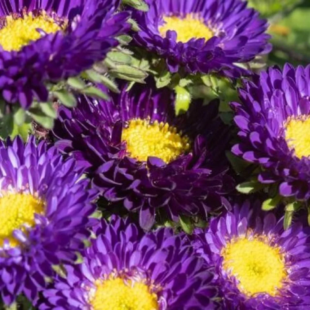 Kesäasteri Pompon – violetti