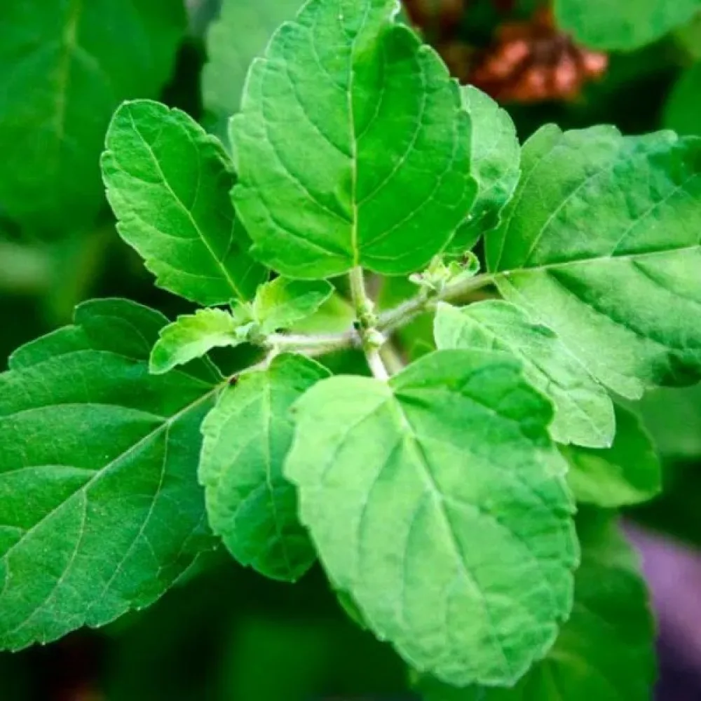 Pyhä basilika (tulsi)