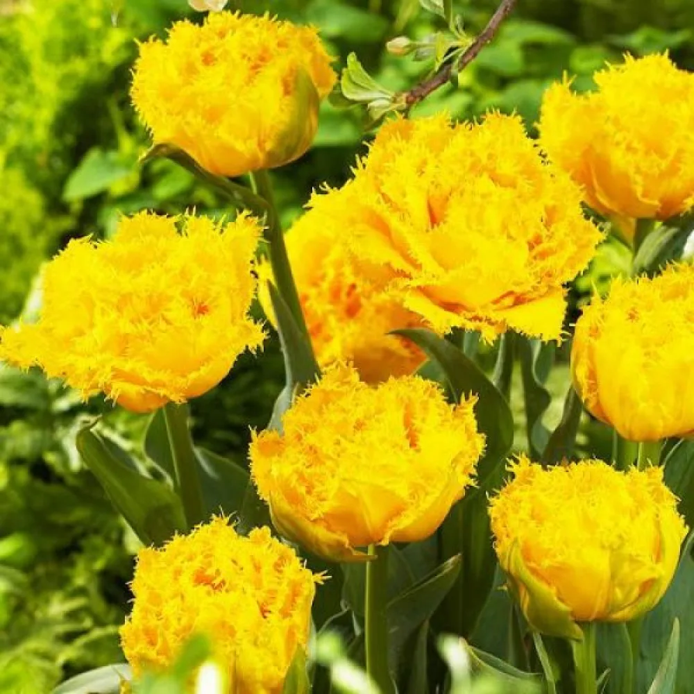 Tulppaani 'Mon Amour'