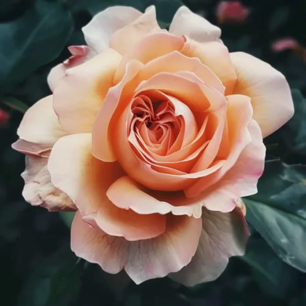 Ruusu 'Salmon Delight' – paljasjuurinen