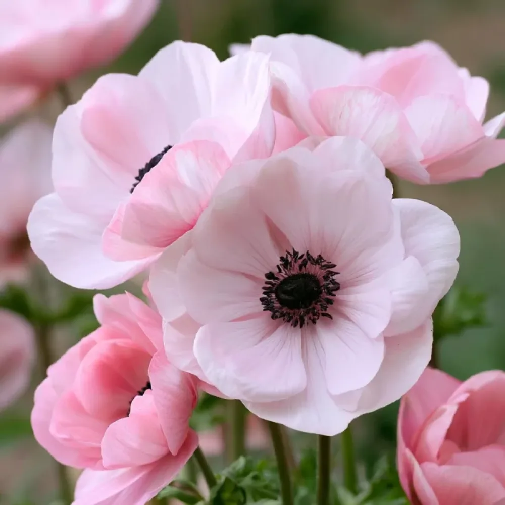 Vuokko 'Mistral Rosa Chiaro'