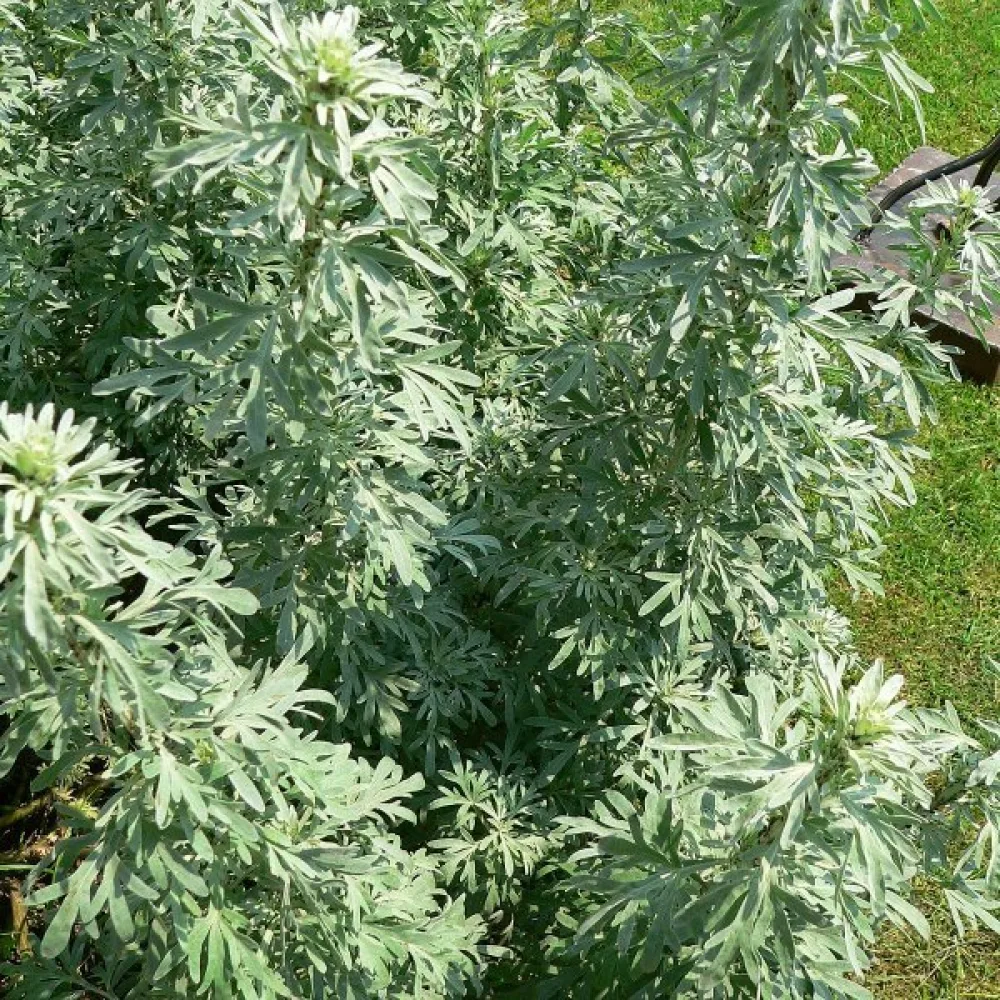 Koiruoho Artemisia absinthium