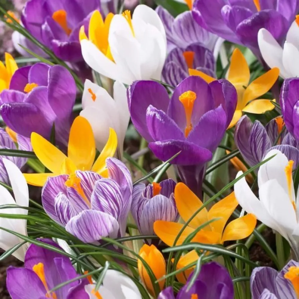 Krookus 'large flowering mix'