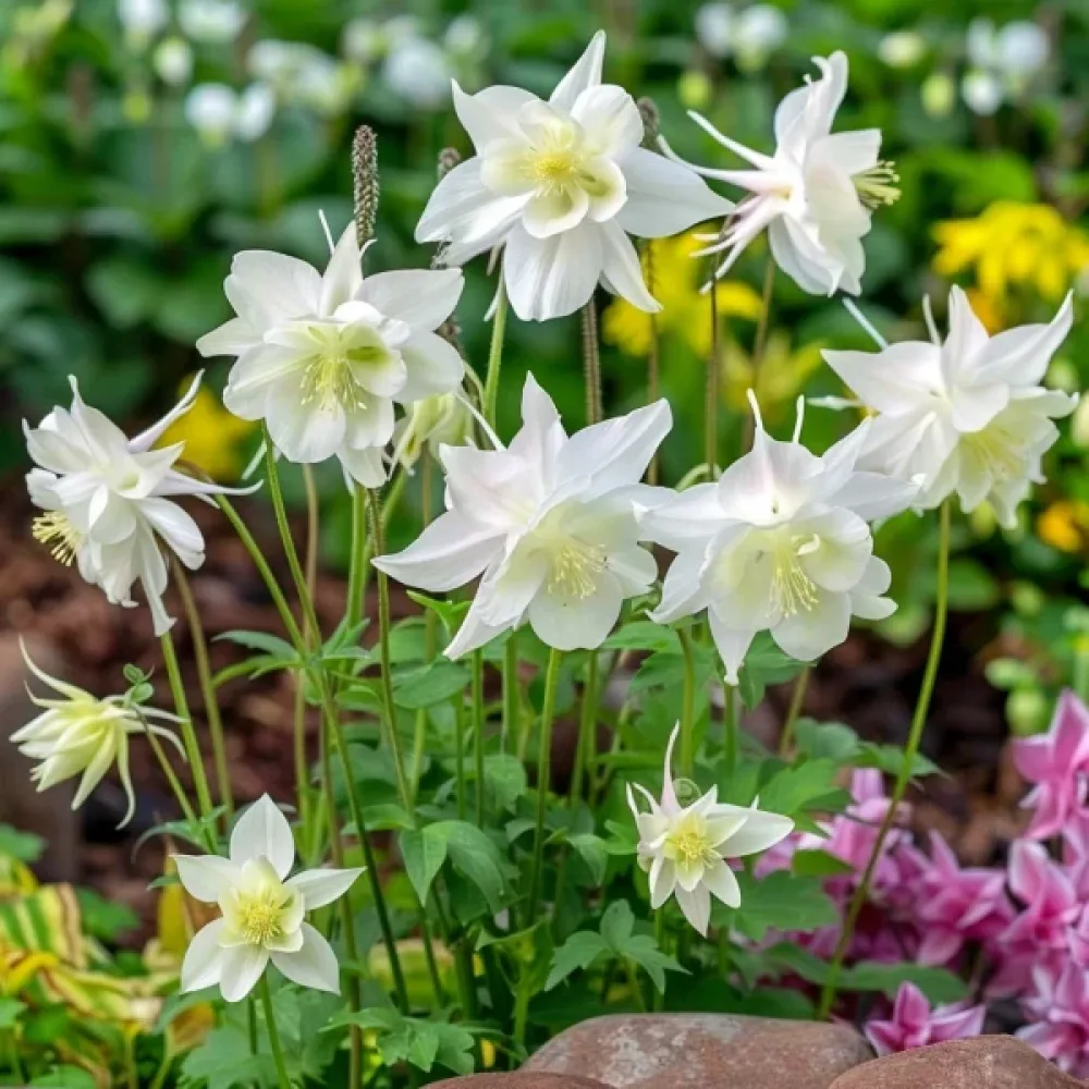 Akileija 'Crystal Star'
