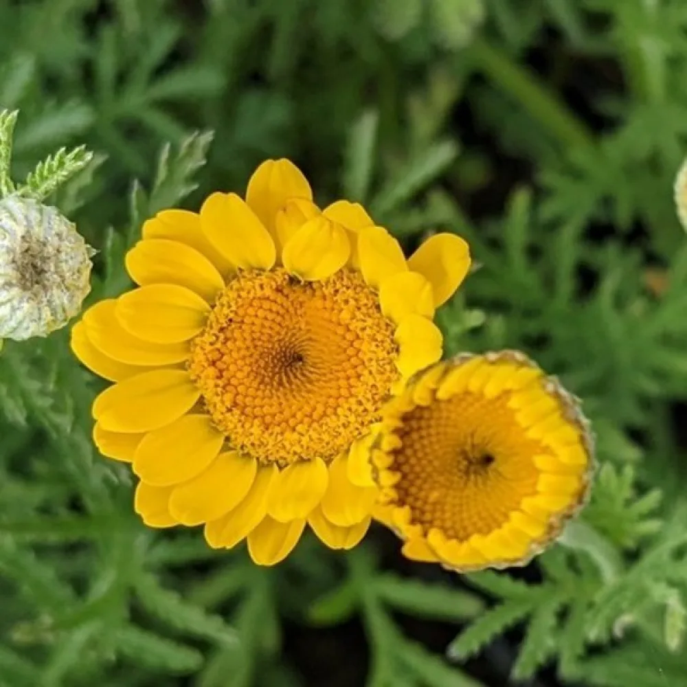 Keltasauramo Anthemis tinctoria