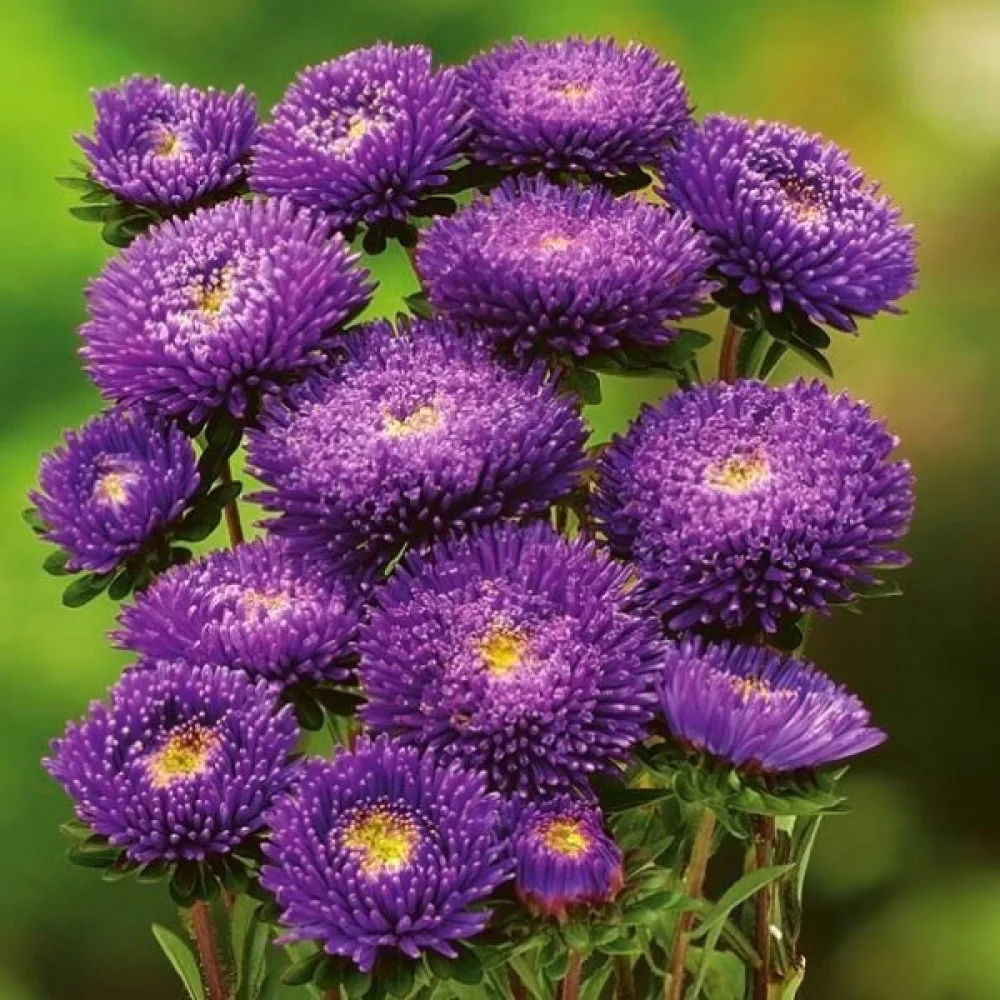 Kesäasteri Pompon – violetti