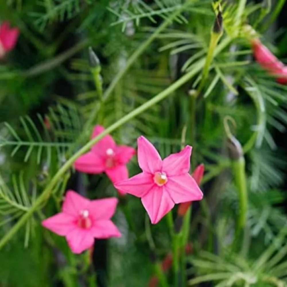 Sypressiköynnös Ipomoea pennata – vaaleanpunainen