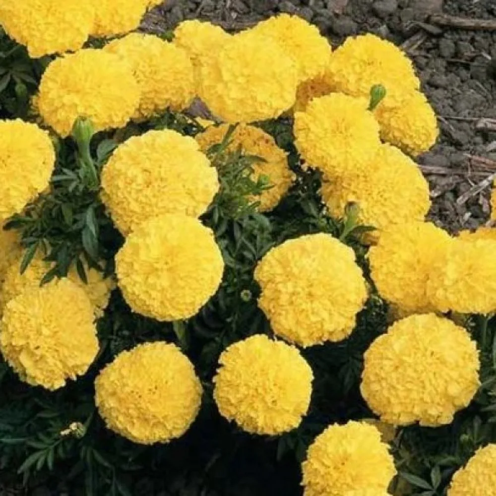 Ruusukesamettikukka 'Gypsy Sunshine'