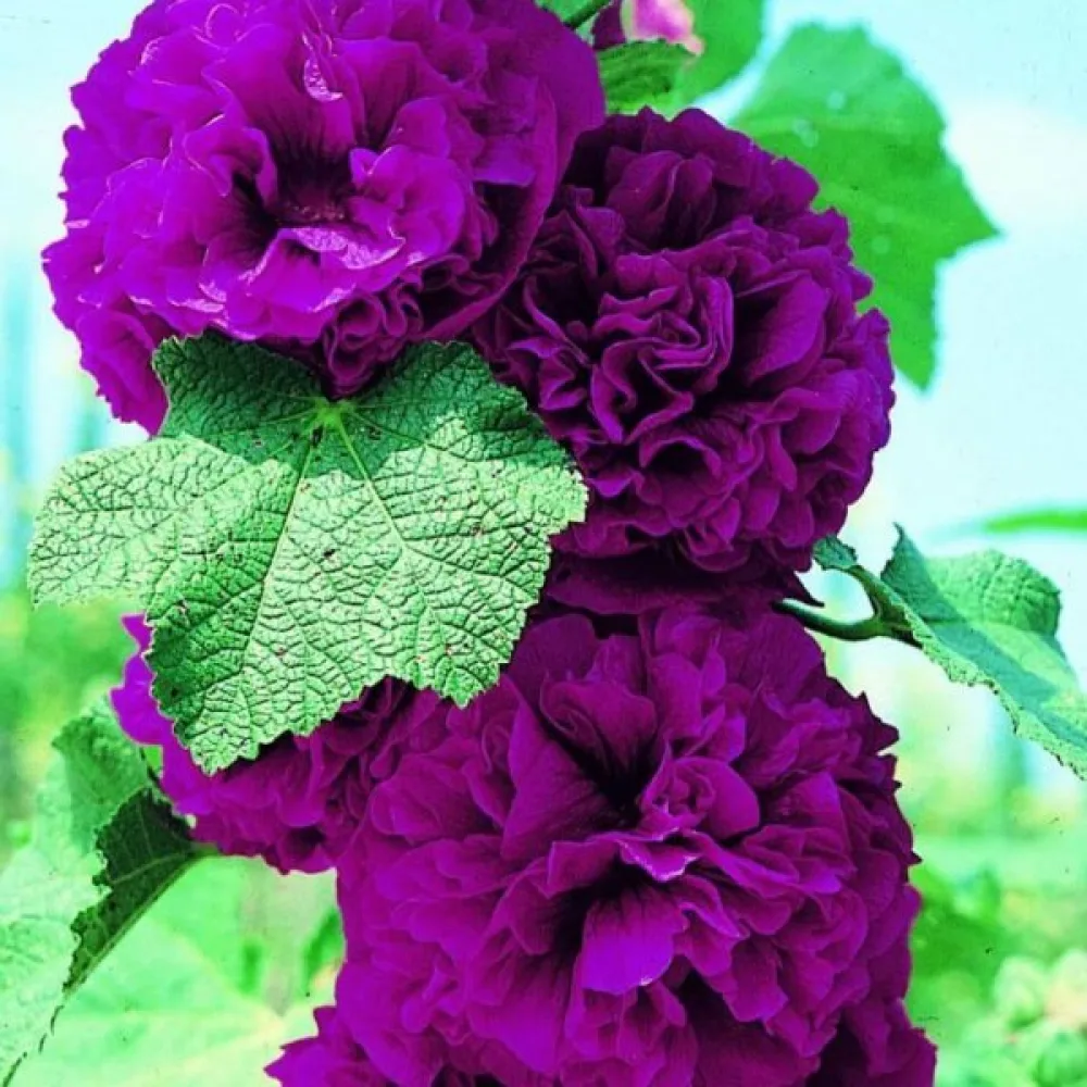 Kerrottu salkoruusu, violetti