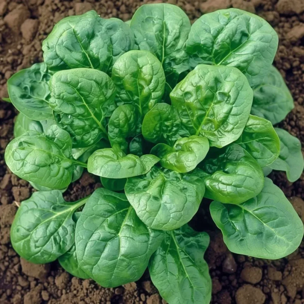 Pinaatti 'Orbita F1'
