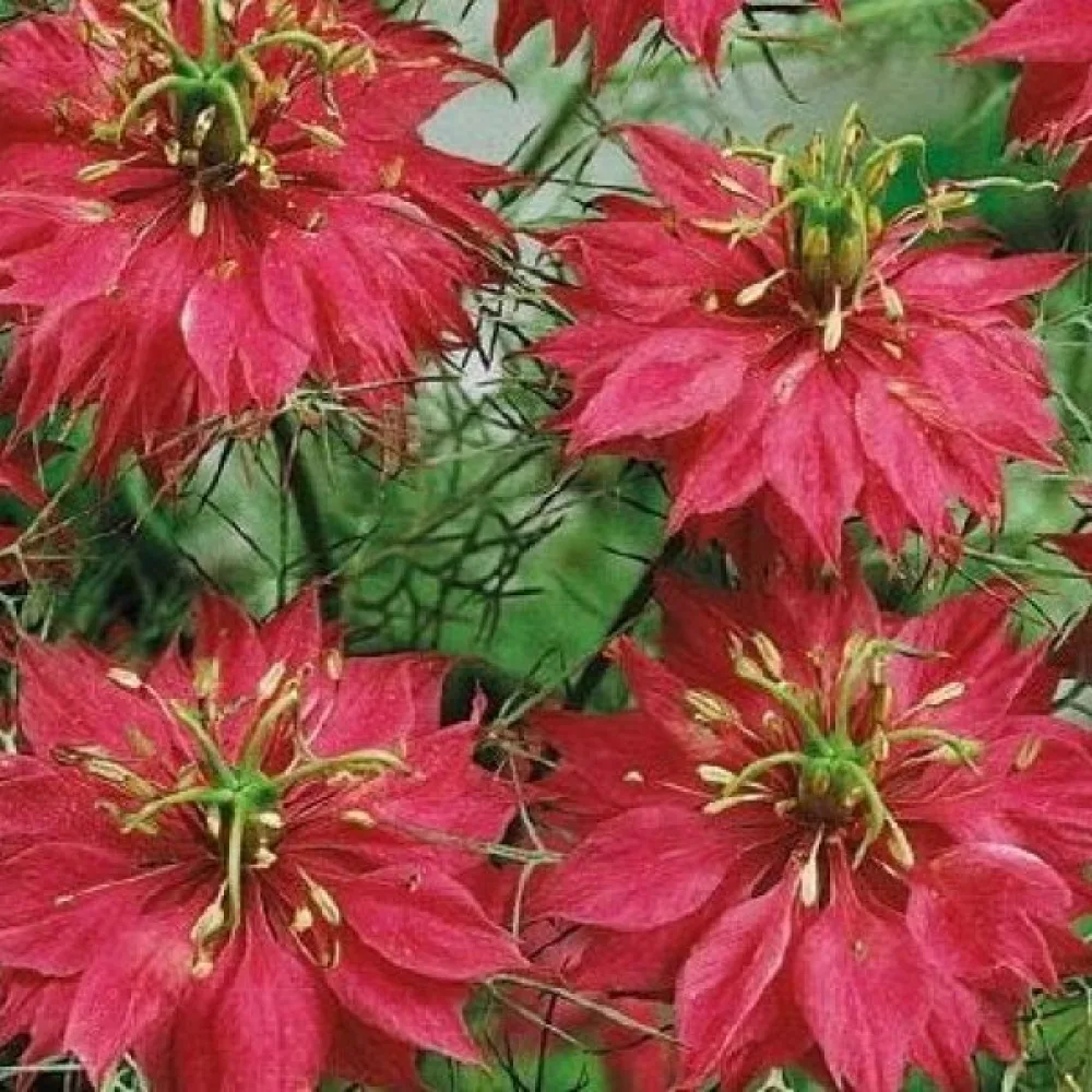 Neidonkukka 'Red Jewels' – punainen