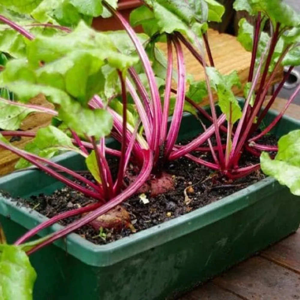 Punajuuri 'Monorubra'