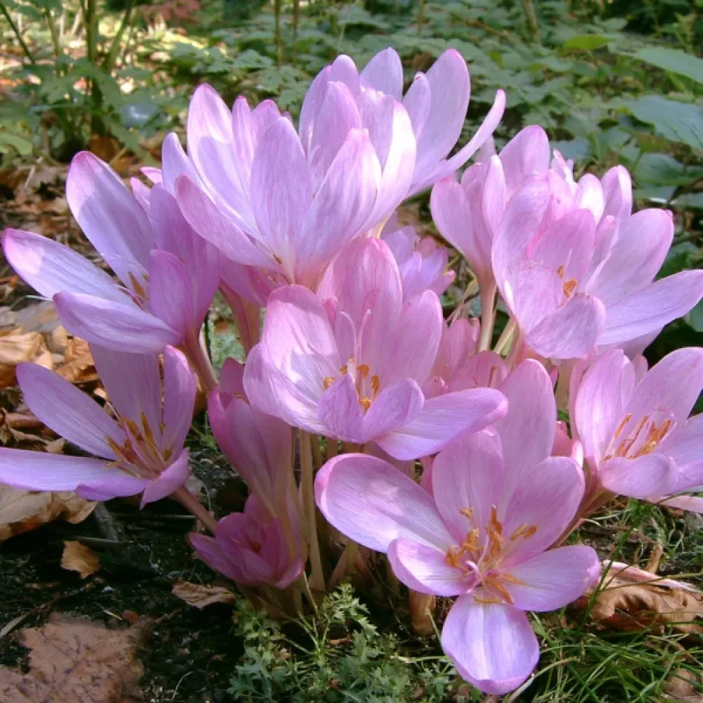 Syysmyrkkylilja 'Byzantinum'