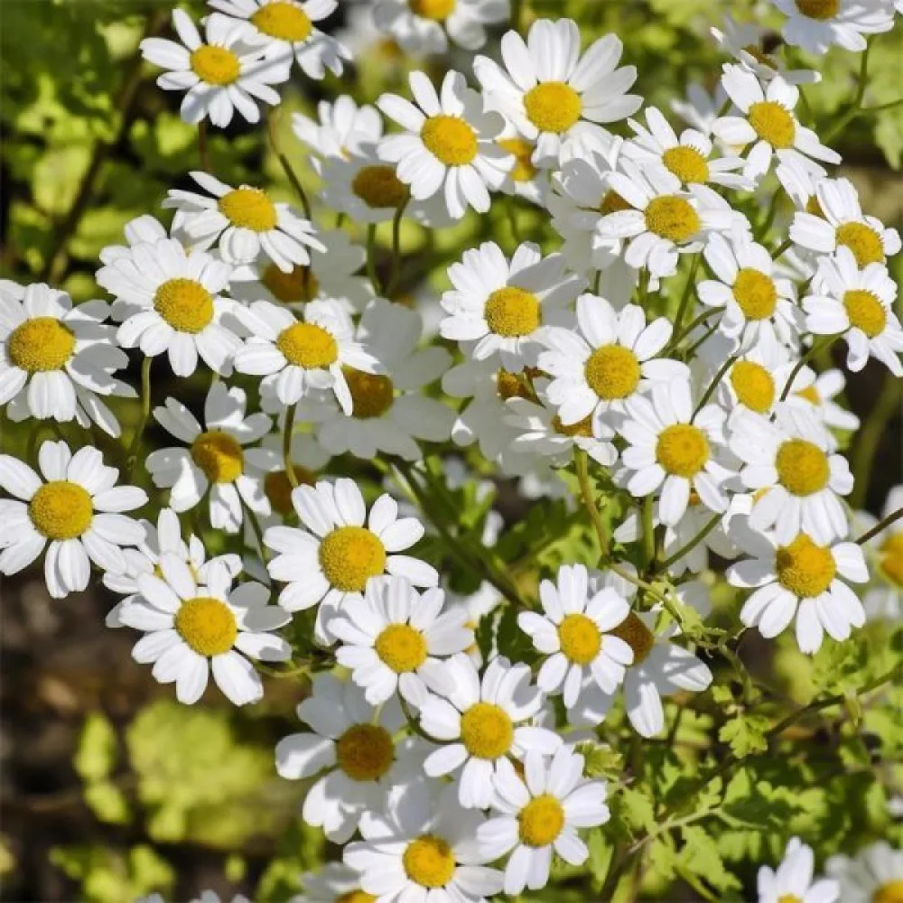 Mäkikaunosilmä Tanacetum parthenium