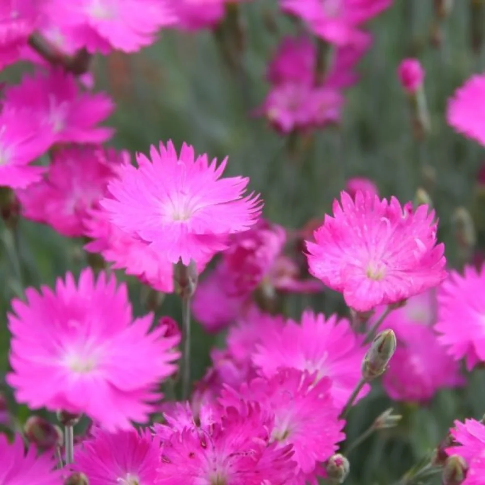 Neilikka Dianthus gratianopolitanus – vaaleanpunainen