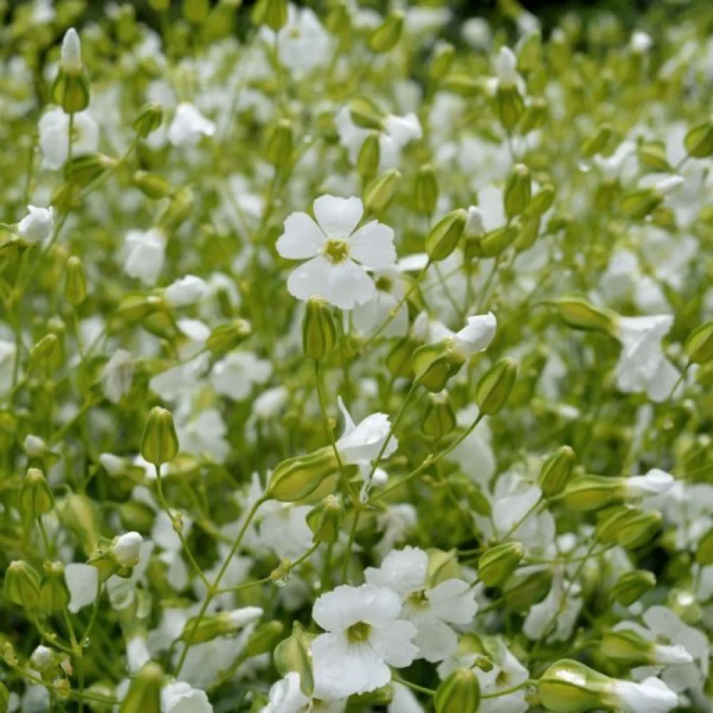Vaccaria 'White Beauty'