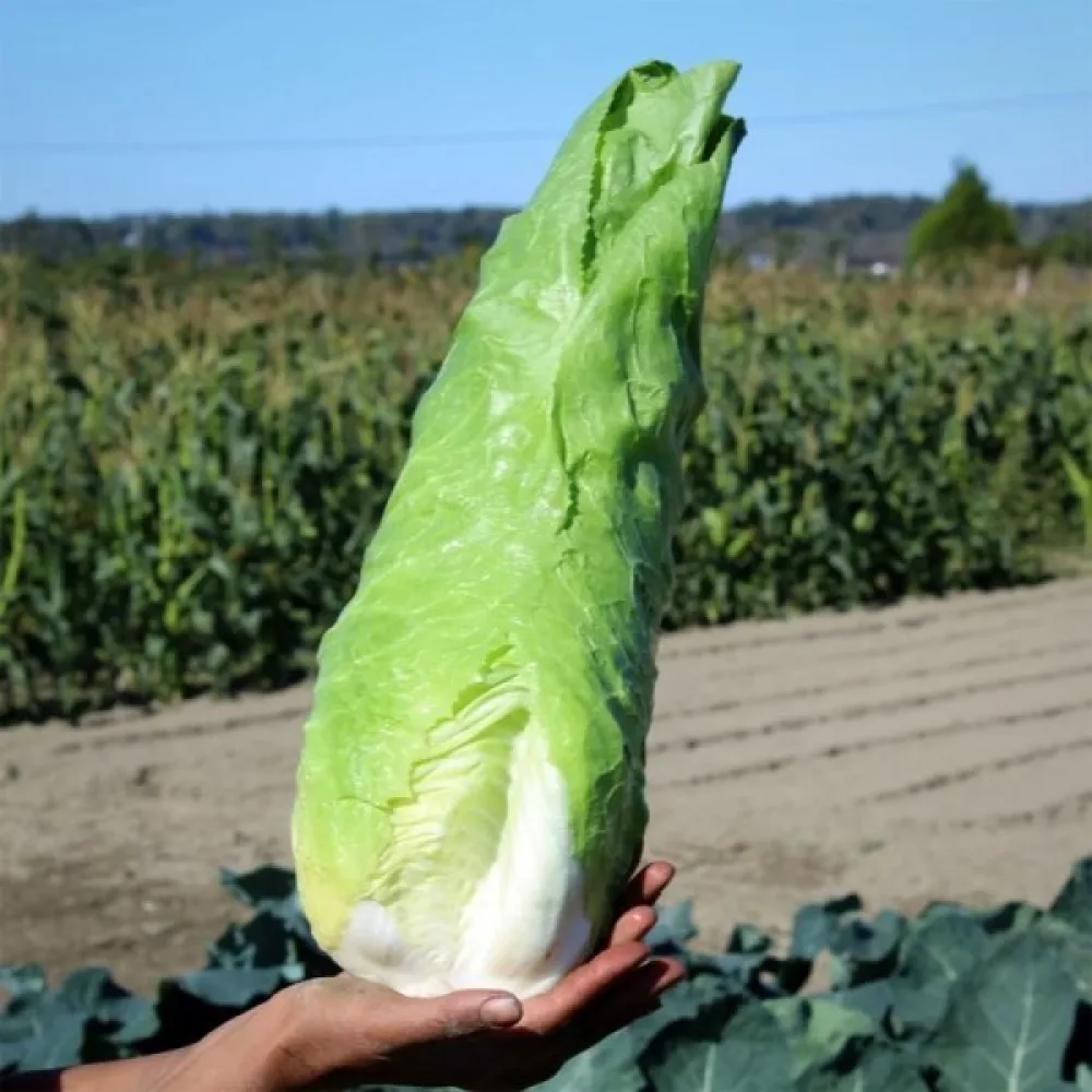 Sikuri 'Zuckerhut'
