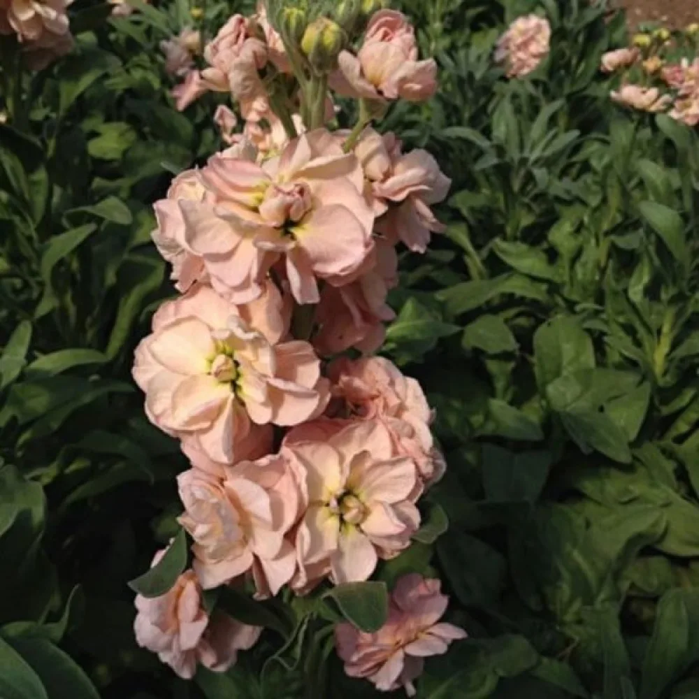 Kesäleukoija Matthiola incana, lohenpunainen