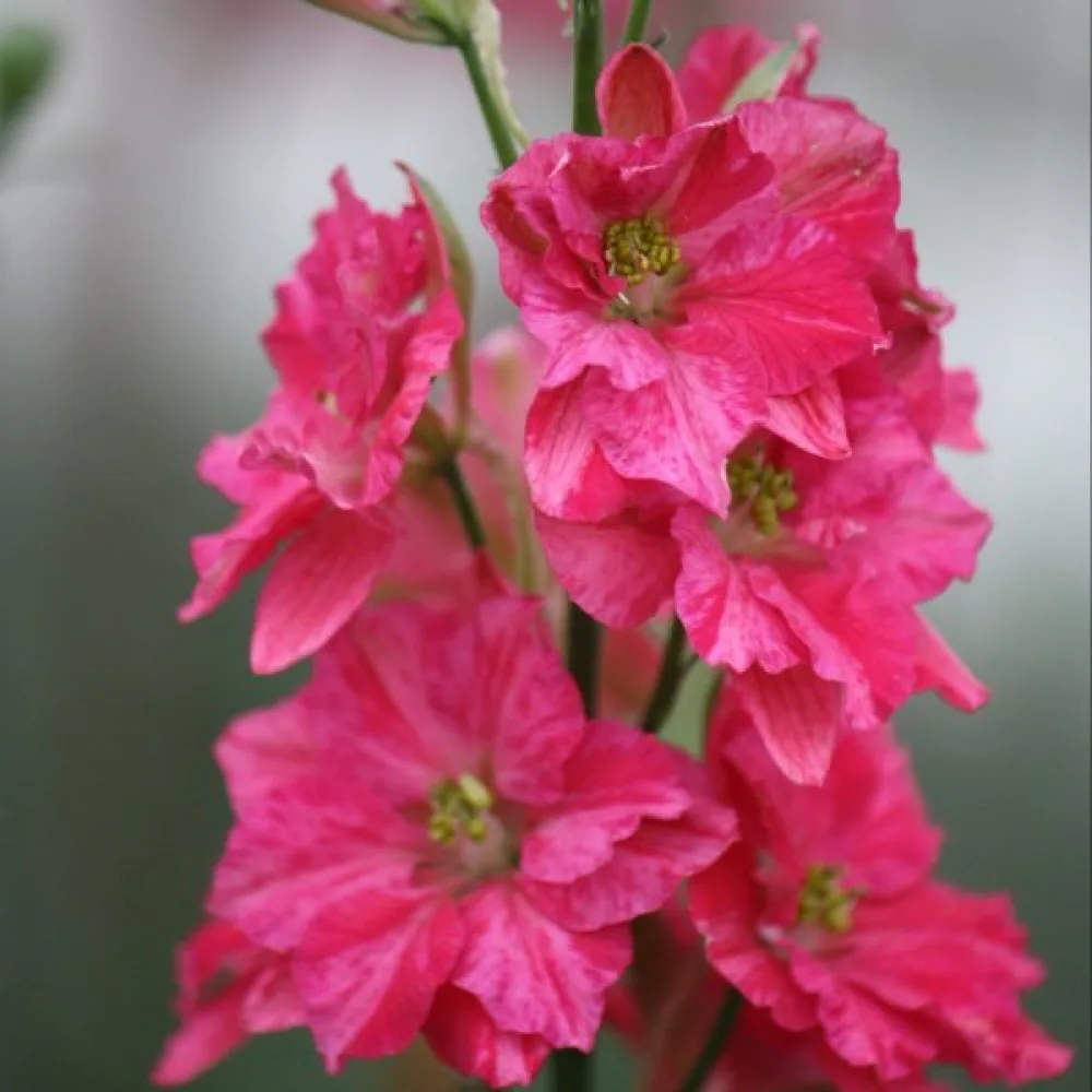 Kesäkukonkannus 'Rose Queen' – tumma roosa