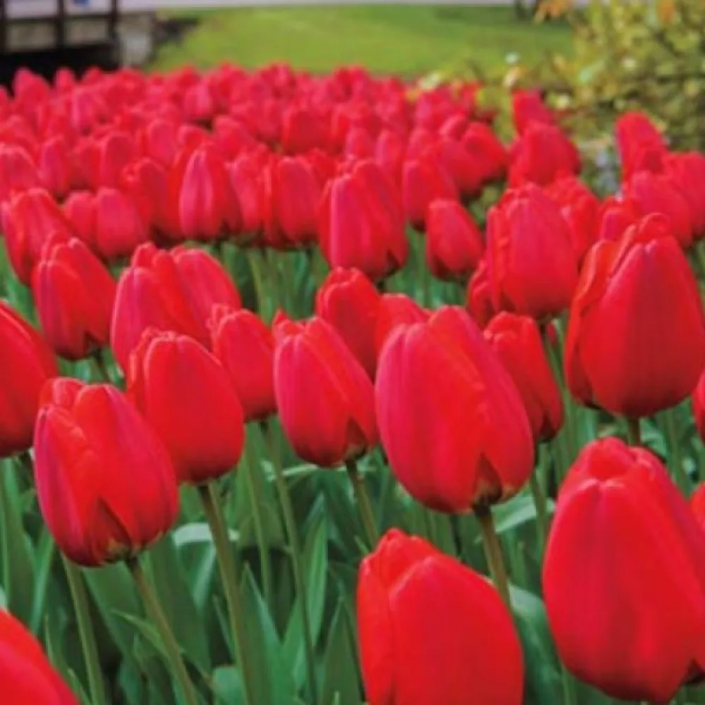 Tulppaani 'Parade'