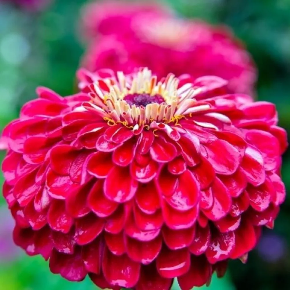 Tsinnia 'Scarlet Flame'