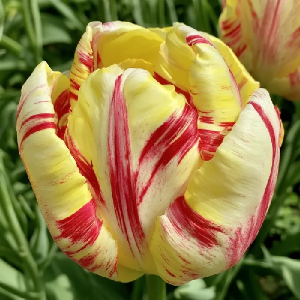 Tulppaani 'Wild Desire'