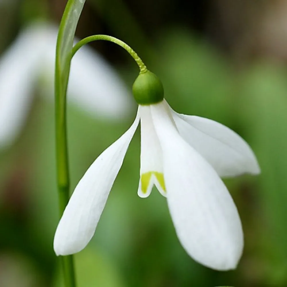 Lumikello 'Woronowii'