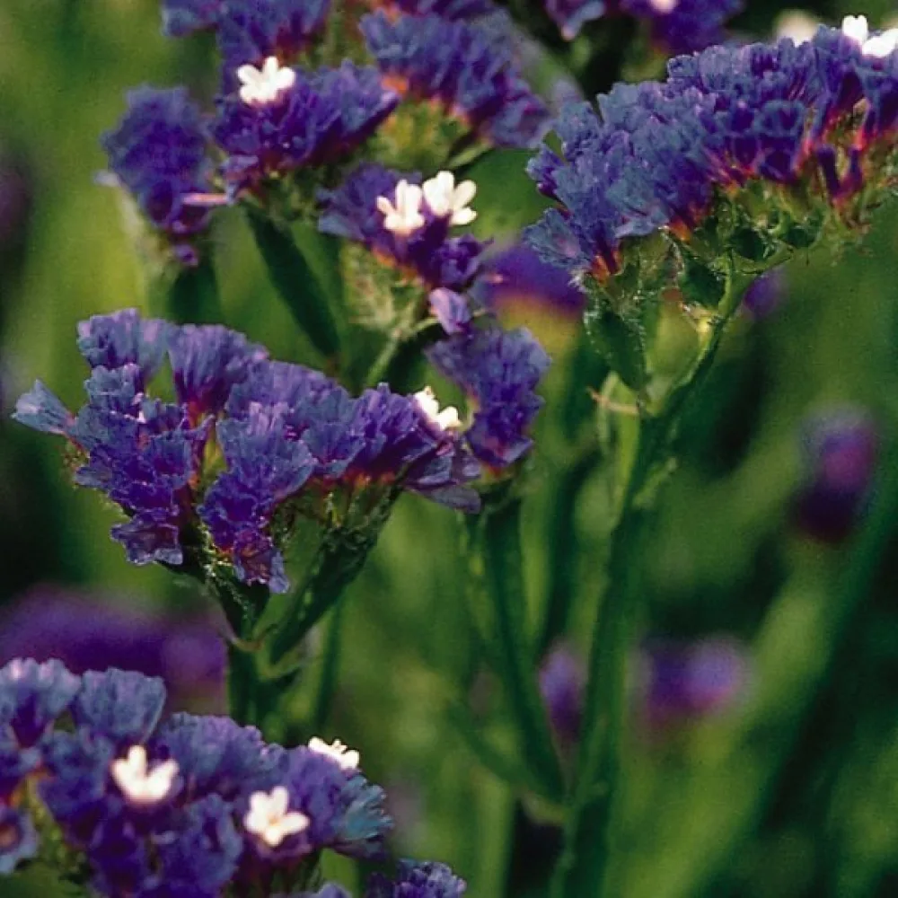 Limonium sinuatum – syvänsininen