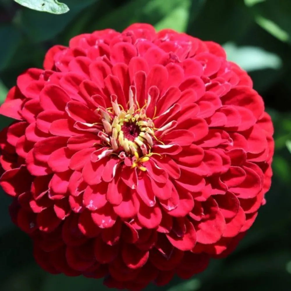 Tsinnia 'Monarch King'
