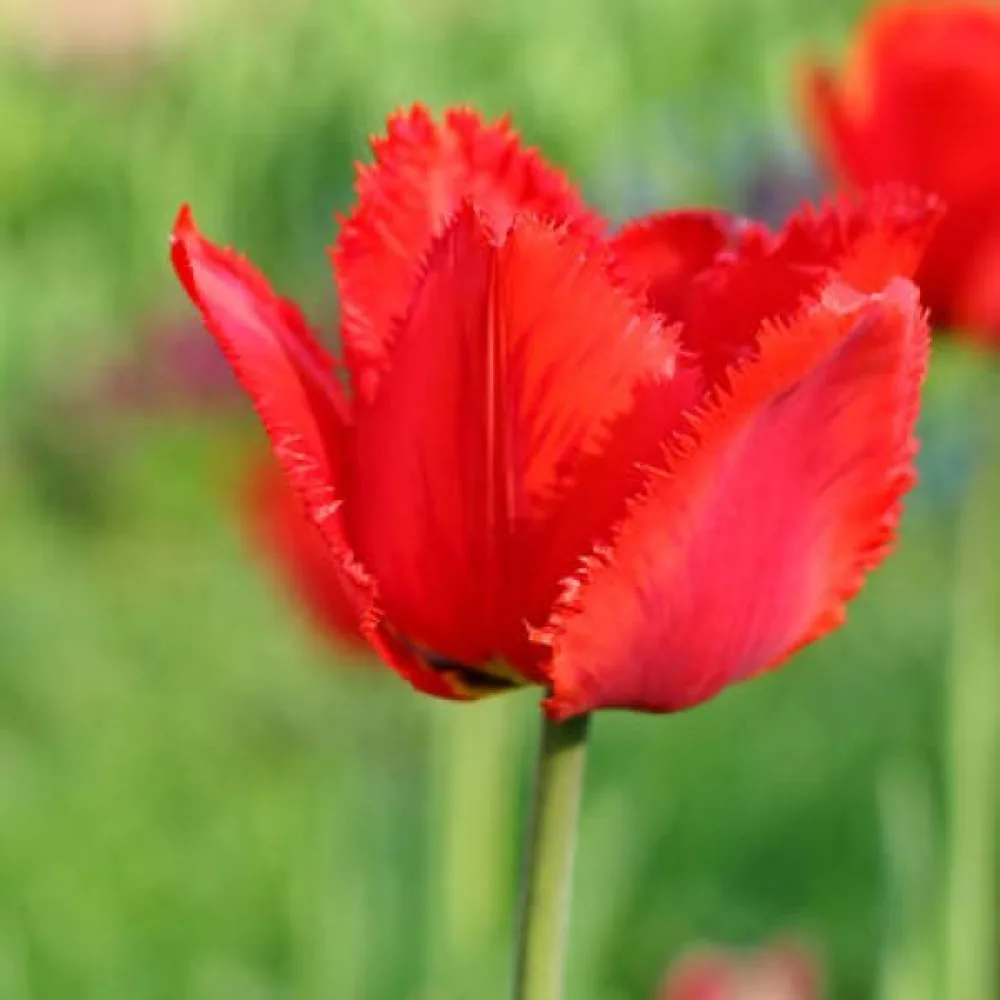 Tulppaani 'Crystal beauty'