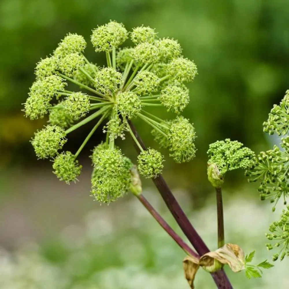 Väinönputki Angelica archangelica