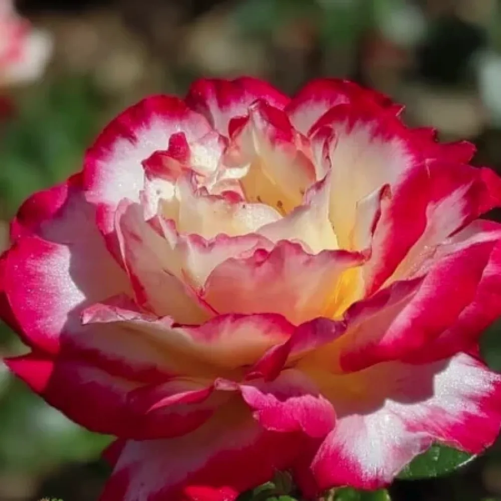 Ruusu 'Sunrise'