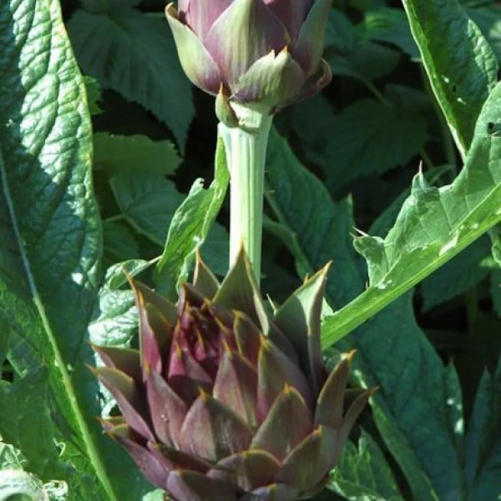 Artisokka 'Violet de Provence'
