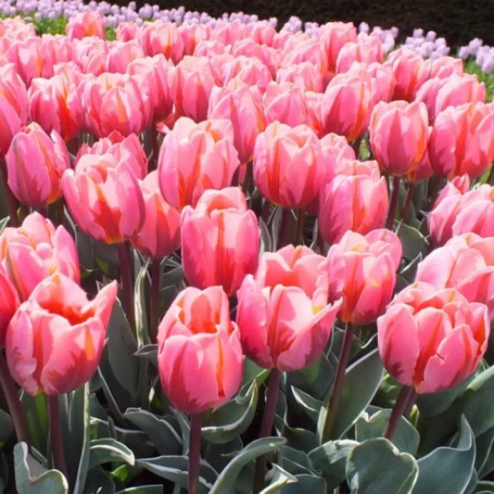 Tulppaani 'Pretty Princess'