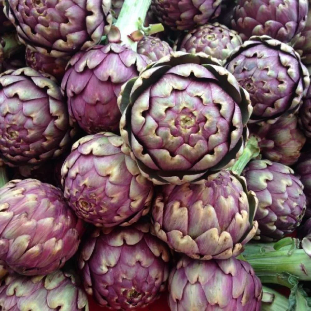 Artisokka 'Violet de Provence'