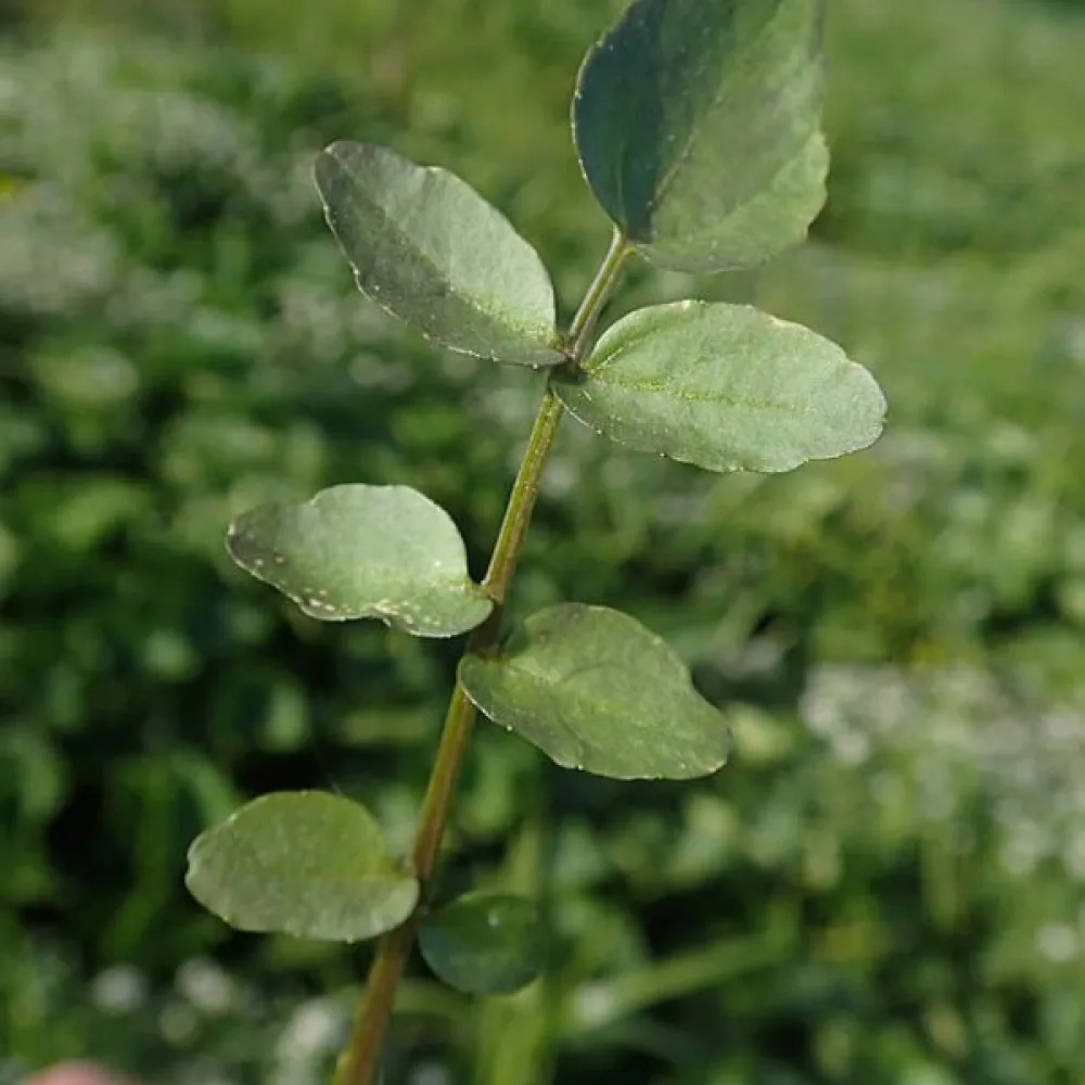 Vihanneskrassi – mikroversoiksi