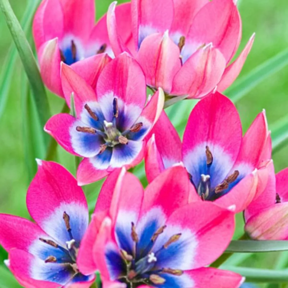 Tulppaani 'Little Beauty'
