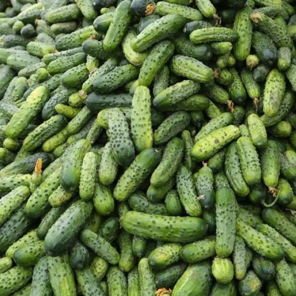 Avomaankurkku 'Krak' F1