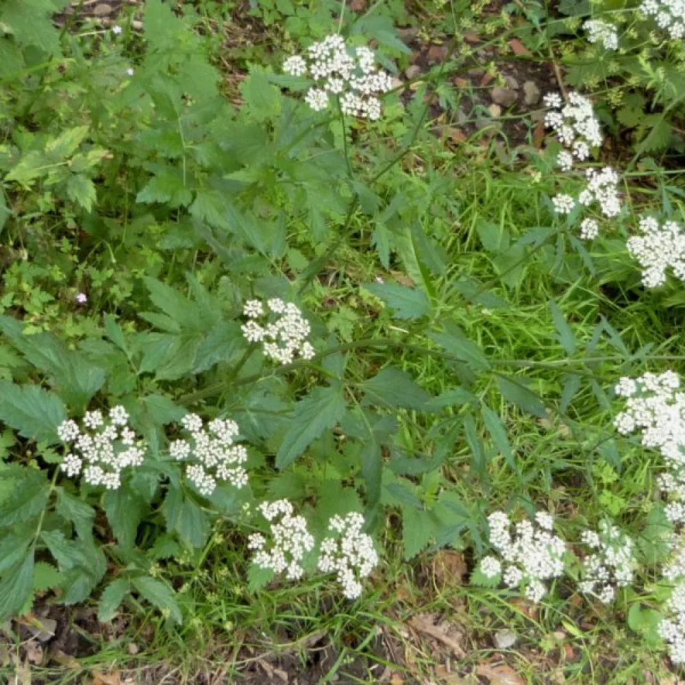 Pukinjuuri