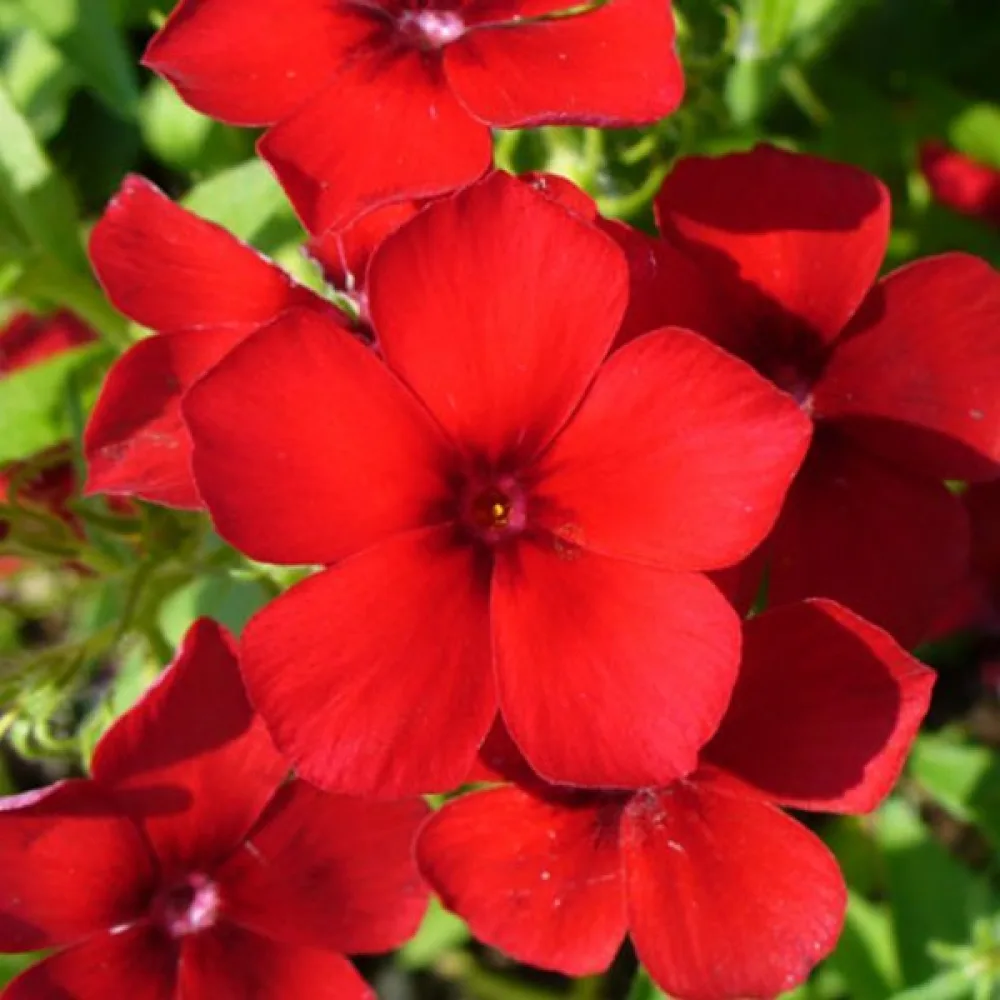 Kesäleimu 'Beauty Scarlet'