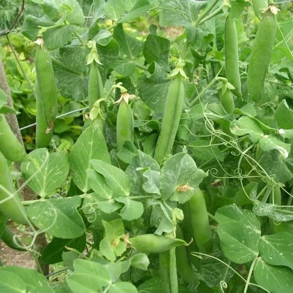 Tarhaherne 'Petit Provençal'
