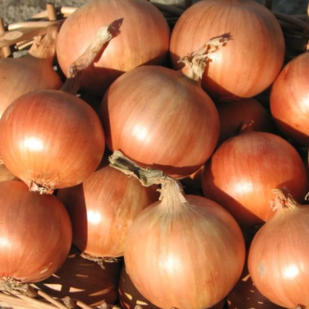 Ruokasipuli 'Rijnsburger 5'