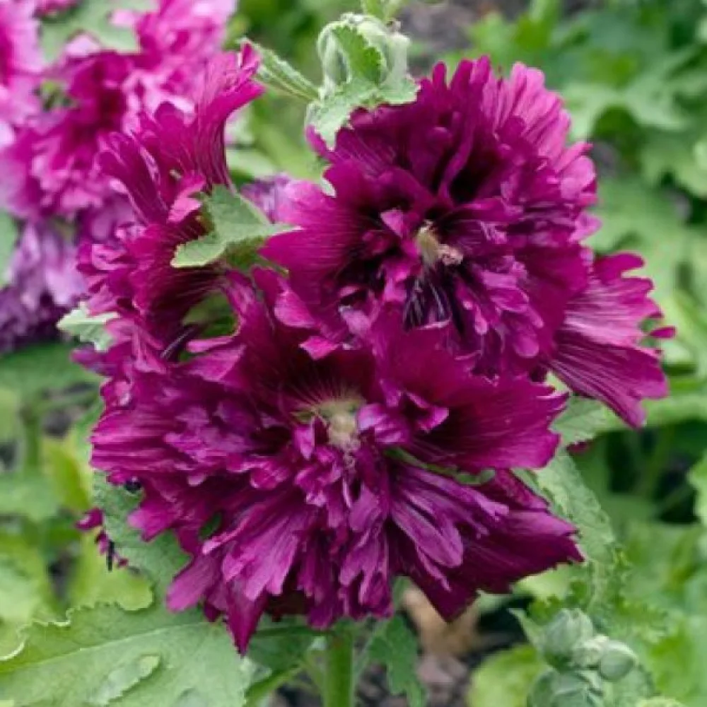 Kerrottu salkoruusu, violetti