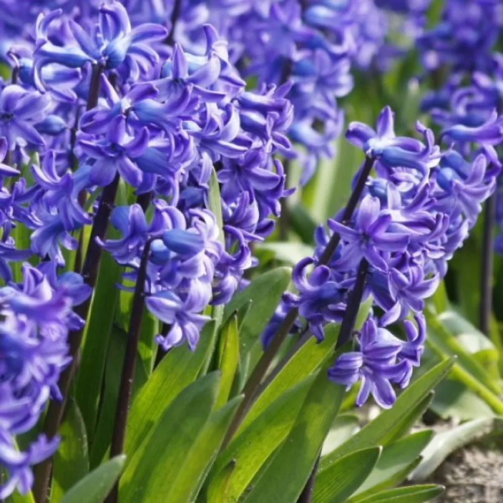 Hyasintti 'Delft blue'