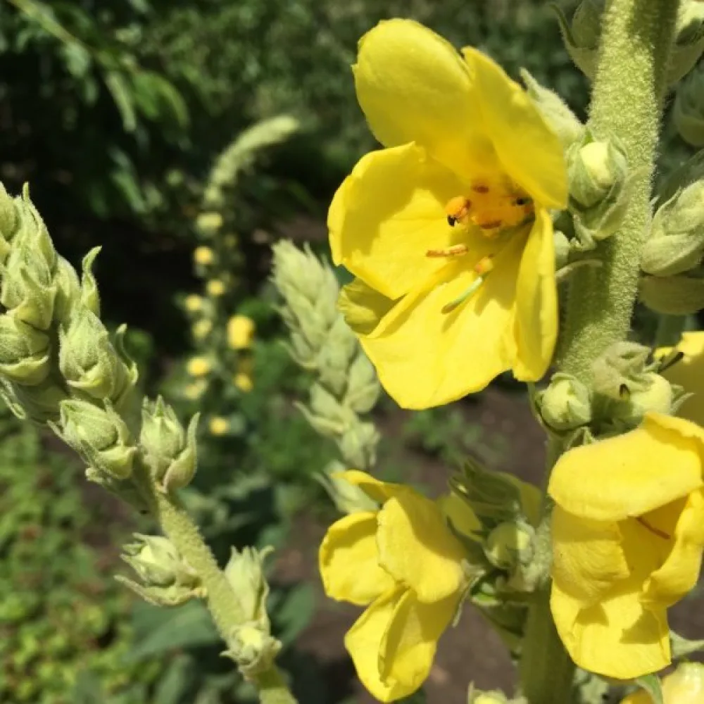 Tulikukka Verbascum densiflorum