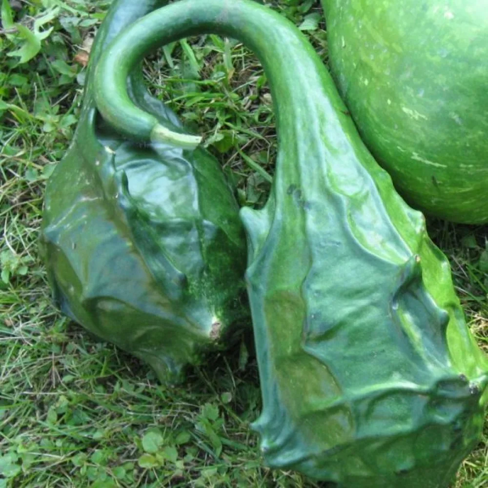 Pullokurpitsa 'Marenka'