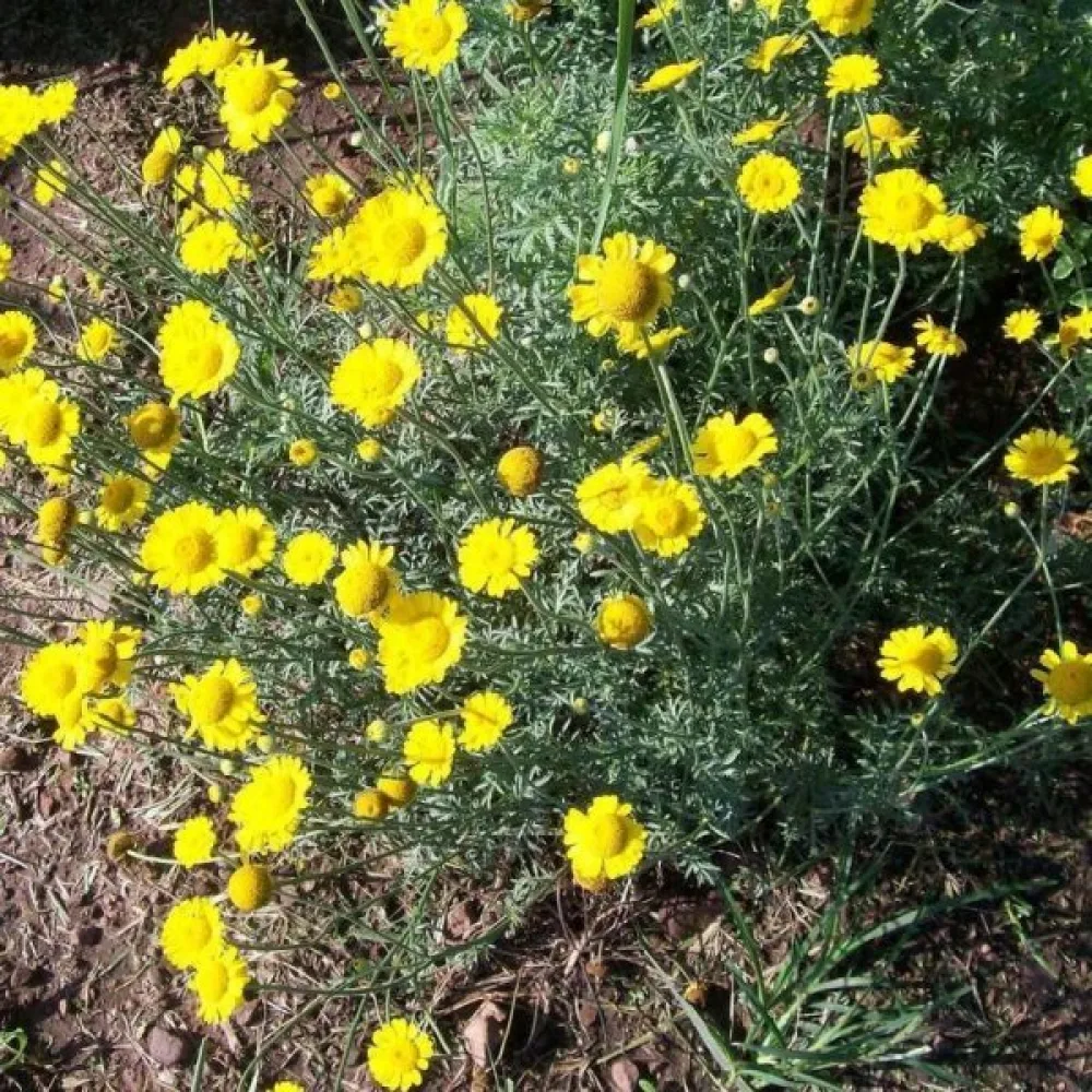 Keltasauramo Anthemis tinctoria