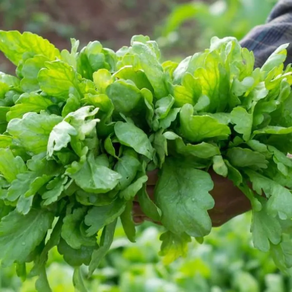 Syötävä krysanteemi Chrysanthemum coronarium